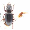 Ophonus cordatus